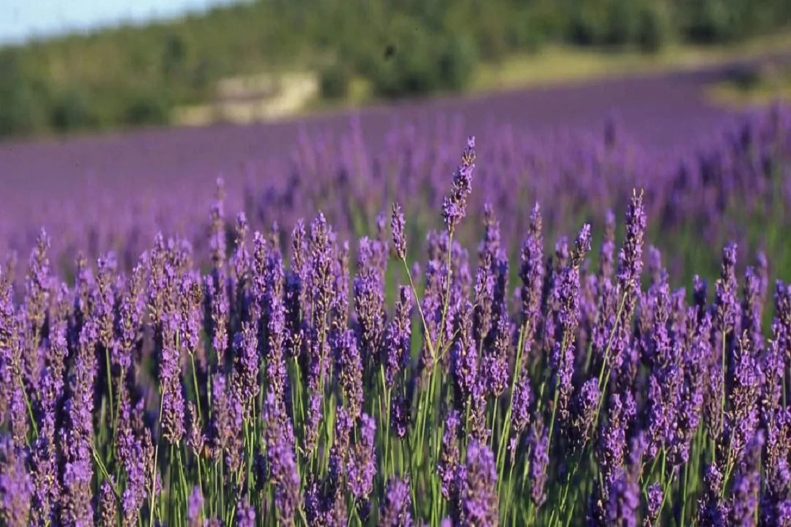 SCI Blue Hills Residence-Ambiente