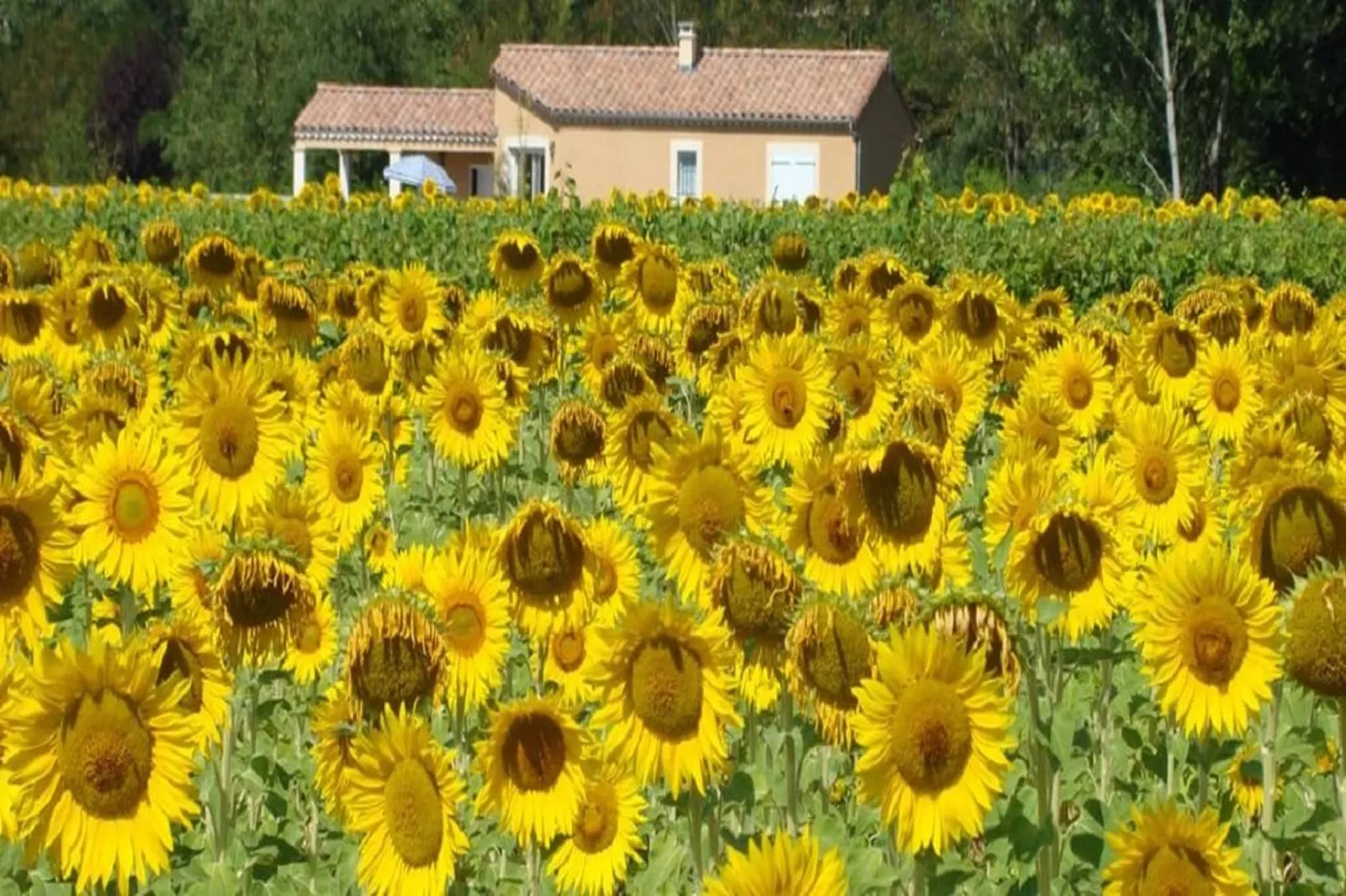 SCI Blue Hills Residence-Ambiente