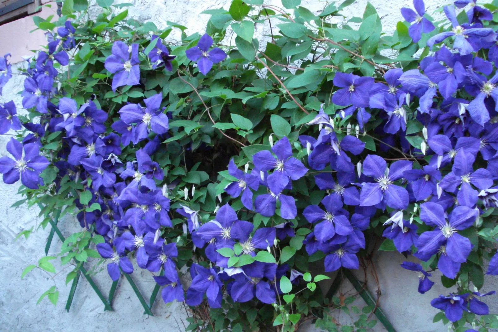 Le Gîte Fleuri - Exterior in summer