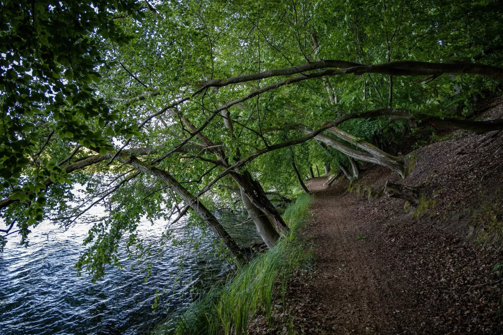 Standard Suite Room - Zones été à 20 km