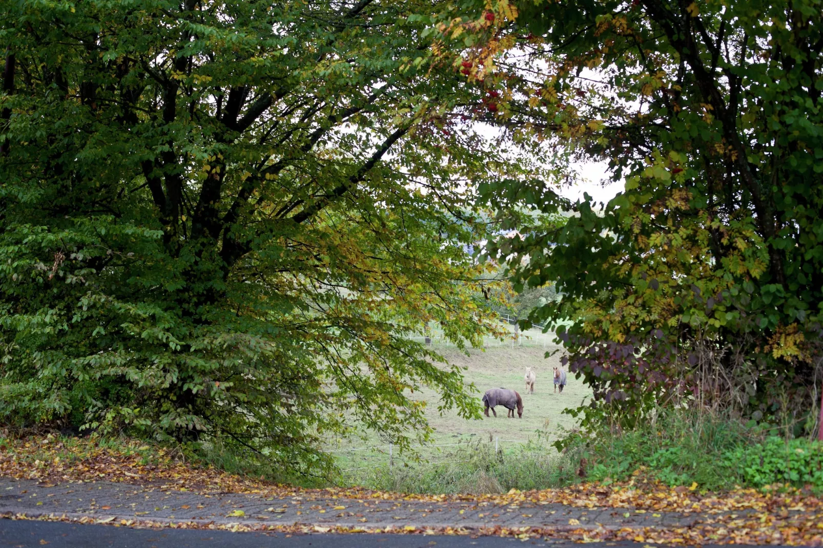 Ferienwohnung Winkel in der Vulkaneifel