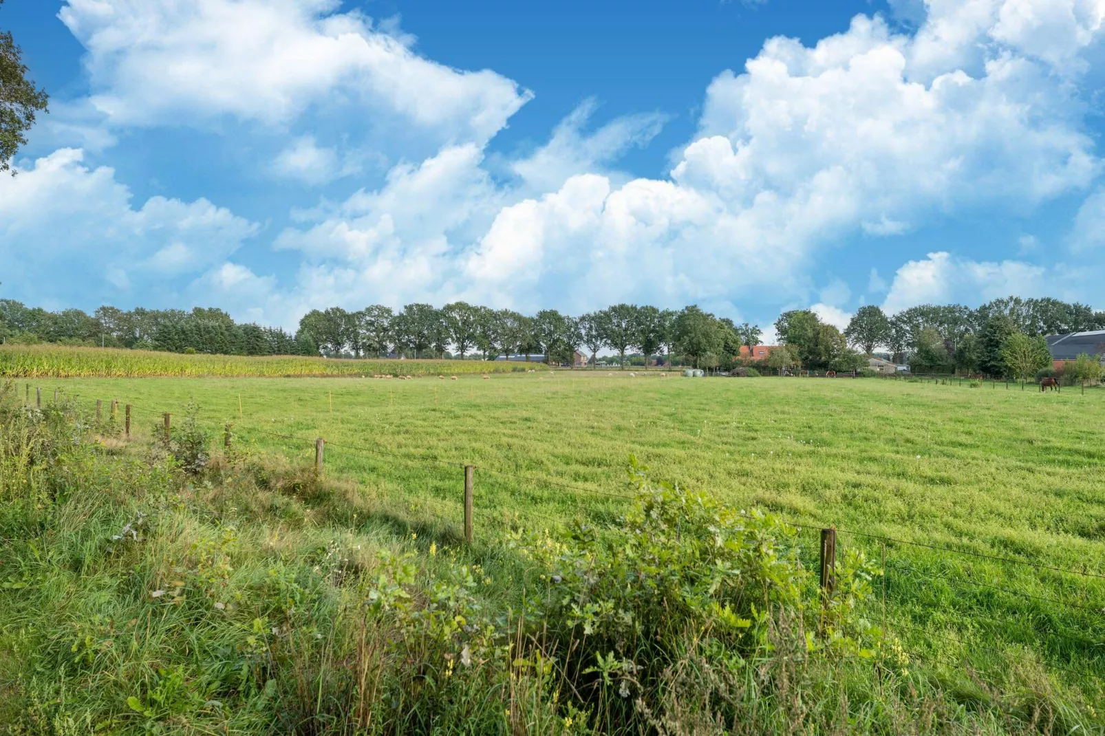 Boshuisje Elri-Aussicht Sommer