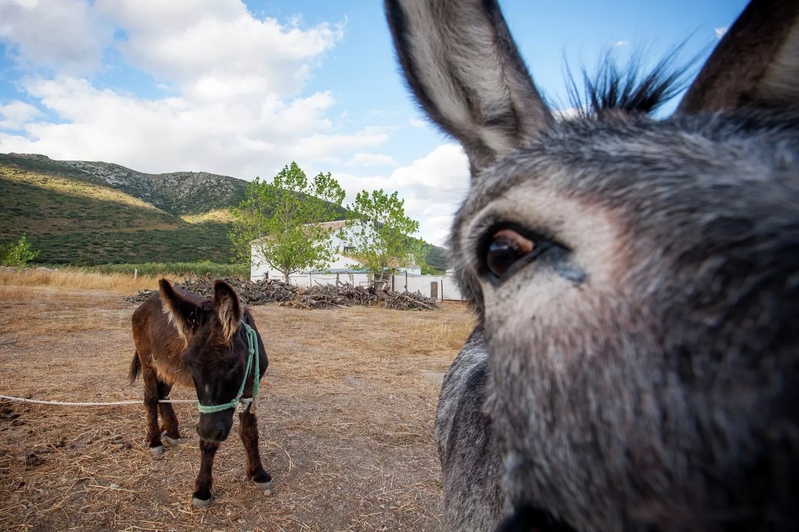 Cortijo El Llano-Ambiente
