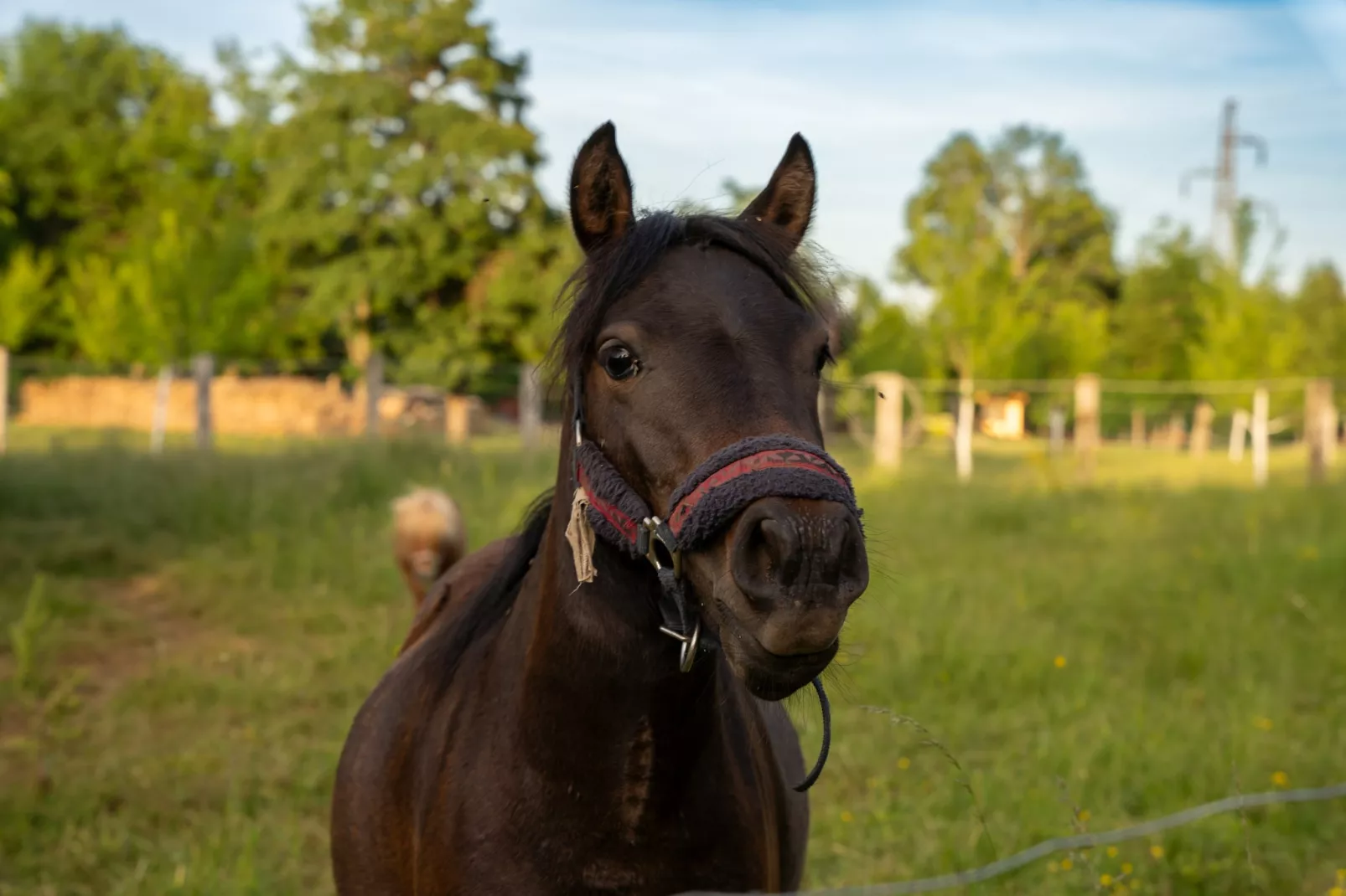 Villa Brusiana with covered heated pool-Zones été à 1 km