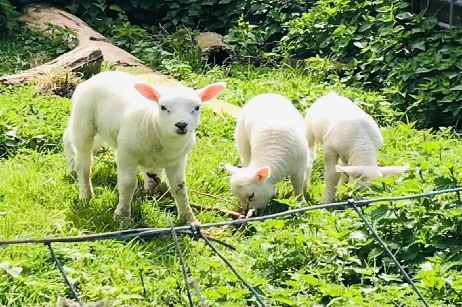 Ruyghe Hoeck 4-Garten Sommer