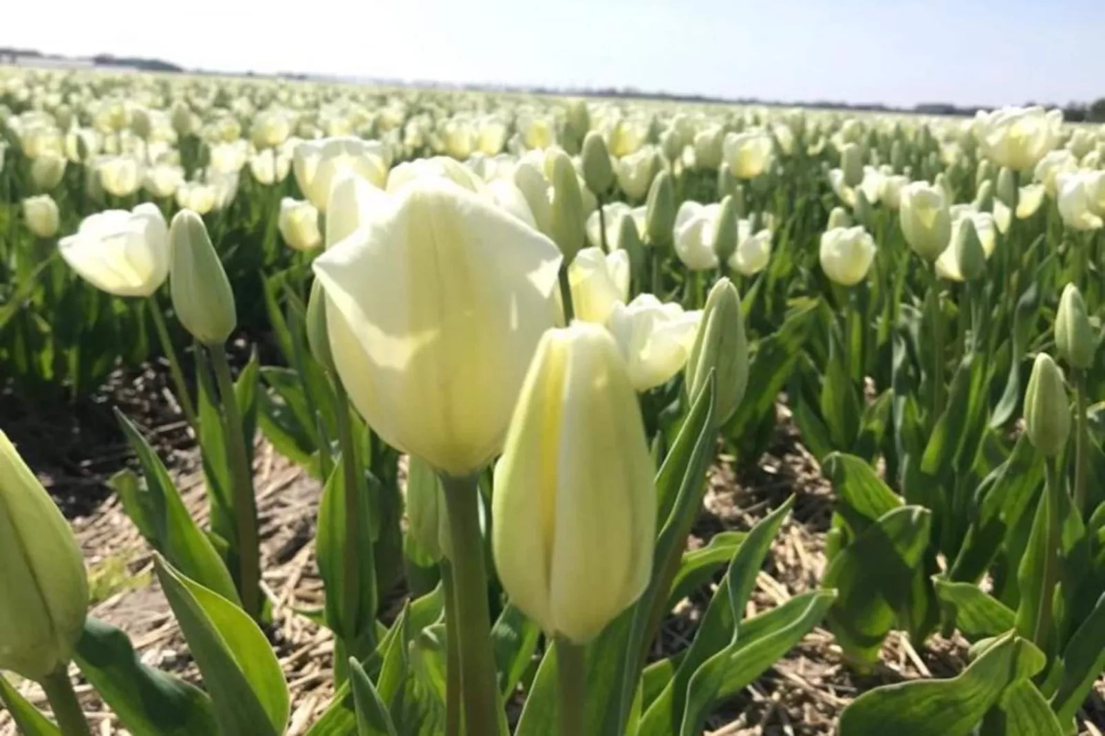 Ruyghe Hoeck 4-Ambiente