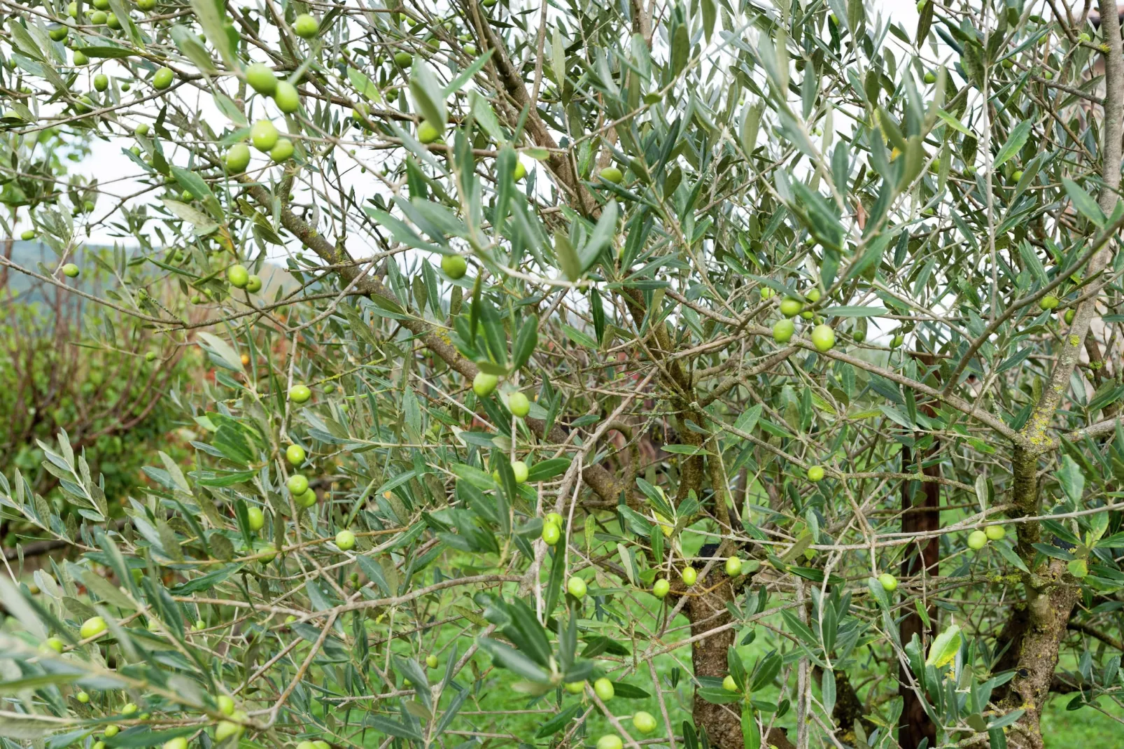 Pertinace-Garten Sommer