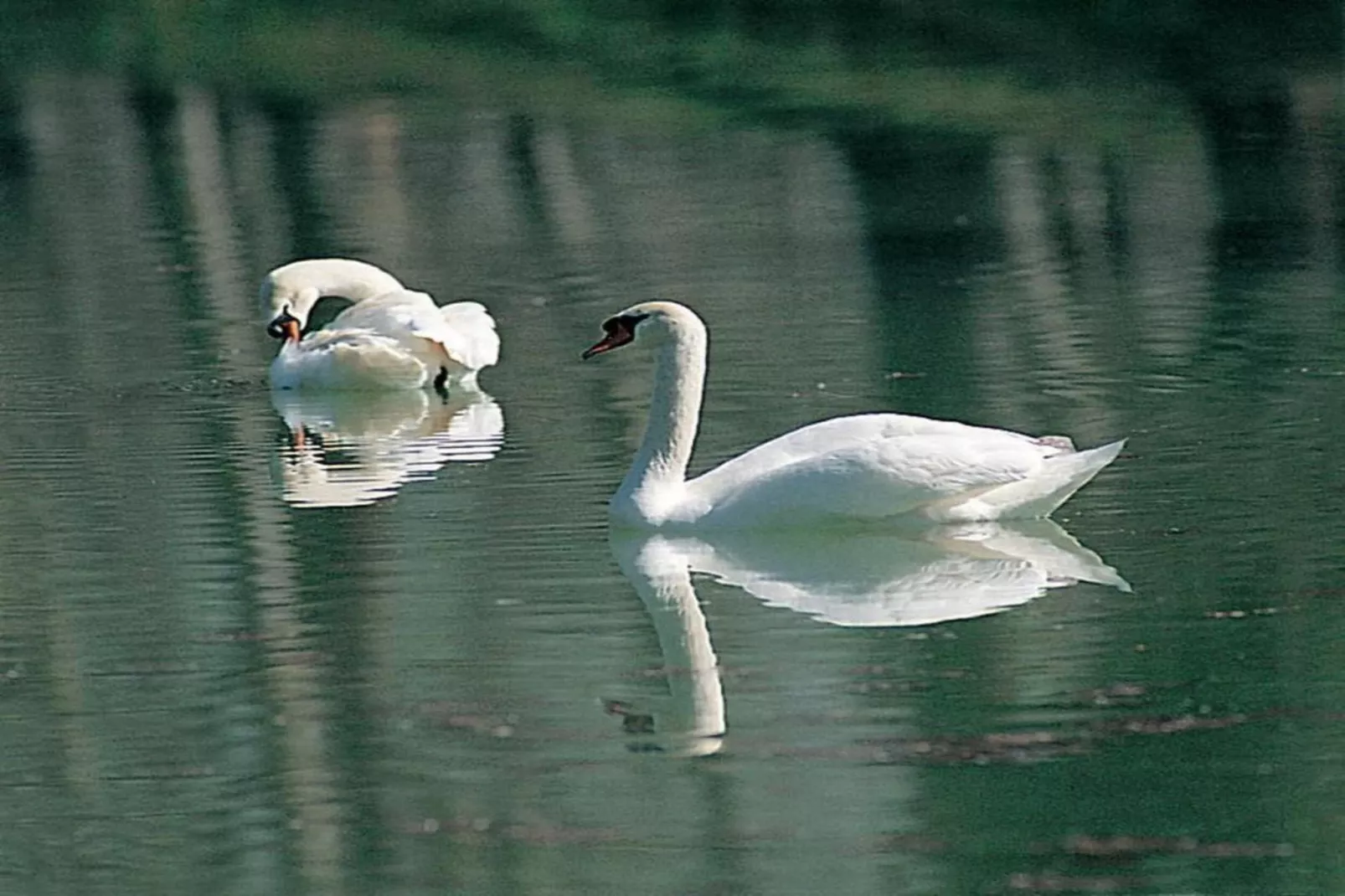 Augusto-Gebiete Sommer 20 km