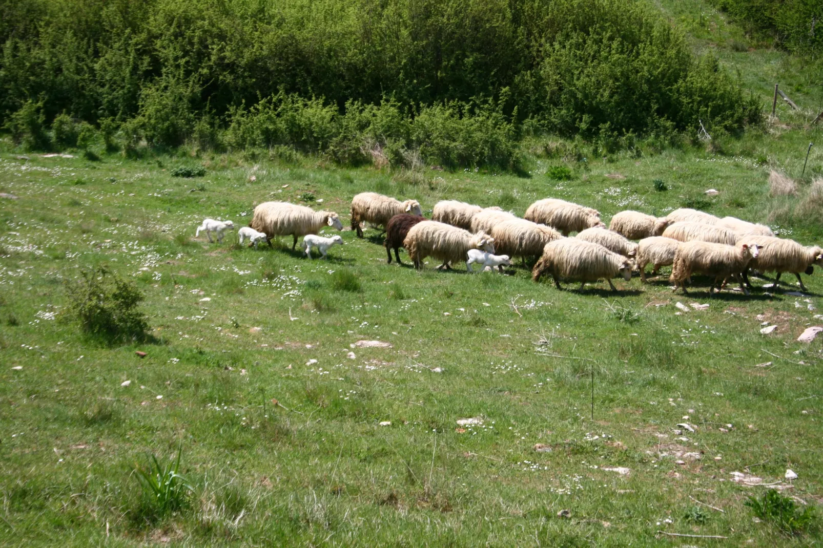 Giulio Cesare-Vue d'été