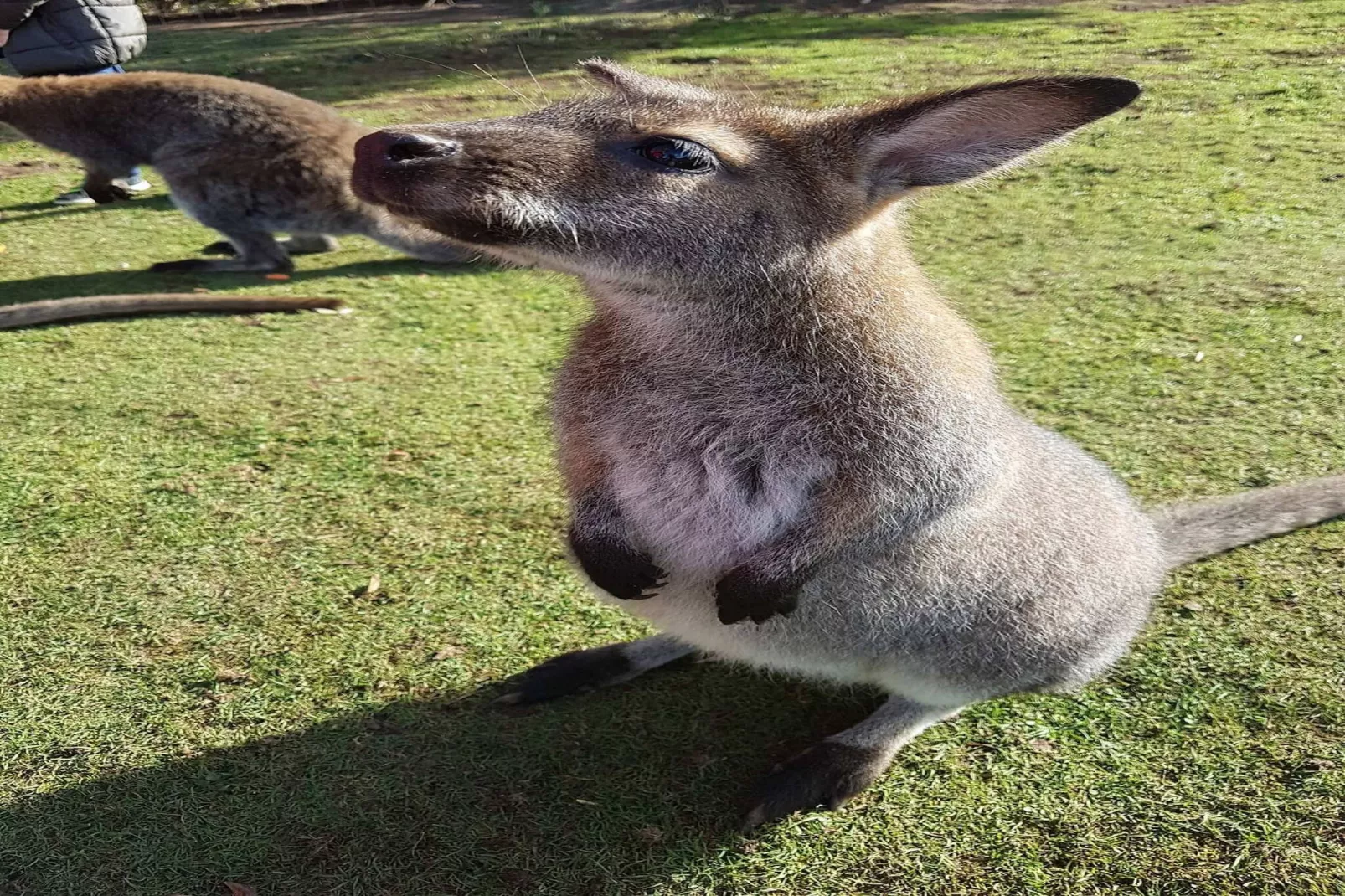 Le Buisson - 4pers Mont Dore Centre - Areas within 5km in summer