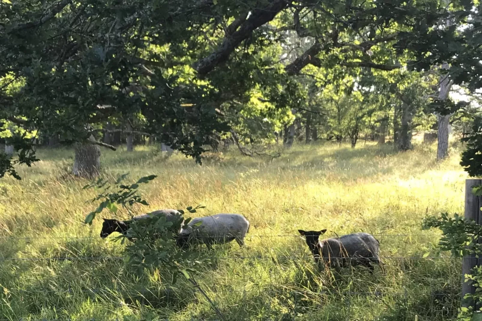 5 etoiles maison de vacances a Lärbro-Non tagué