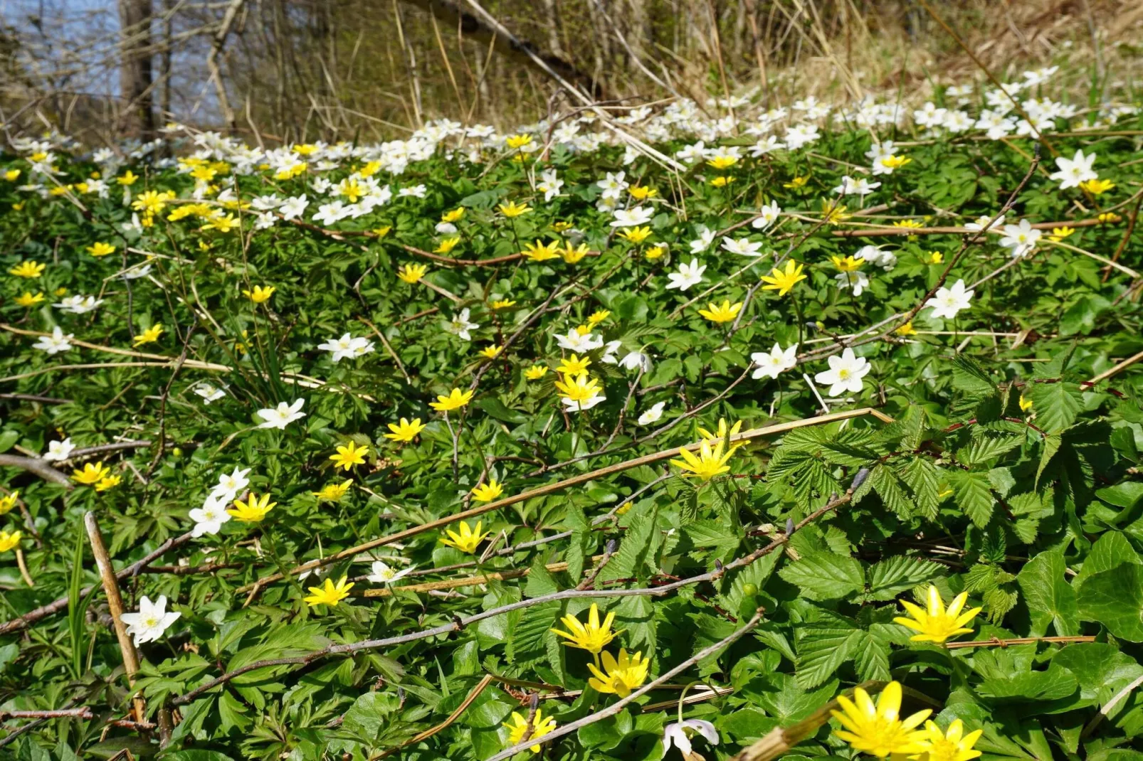Maison de vacances pour 4 a HÄLLEVADSHOLM-Non tagué