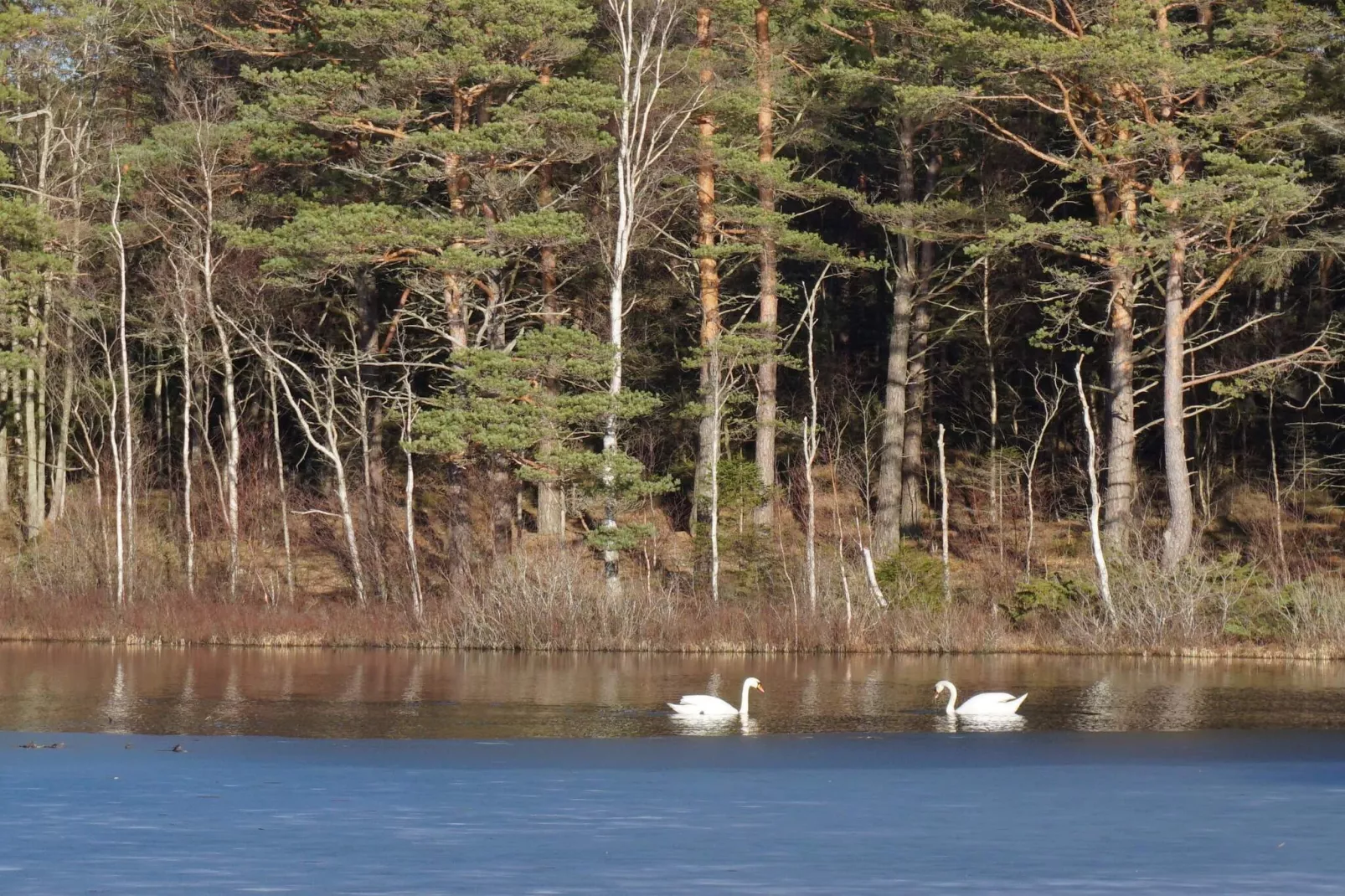 Maison de vacances pour 4 a HÄLLEVADSHOLM-Non tagué