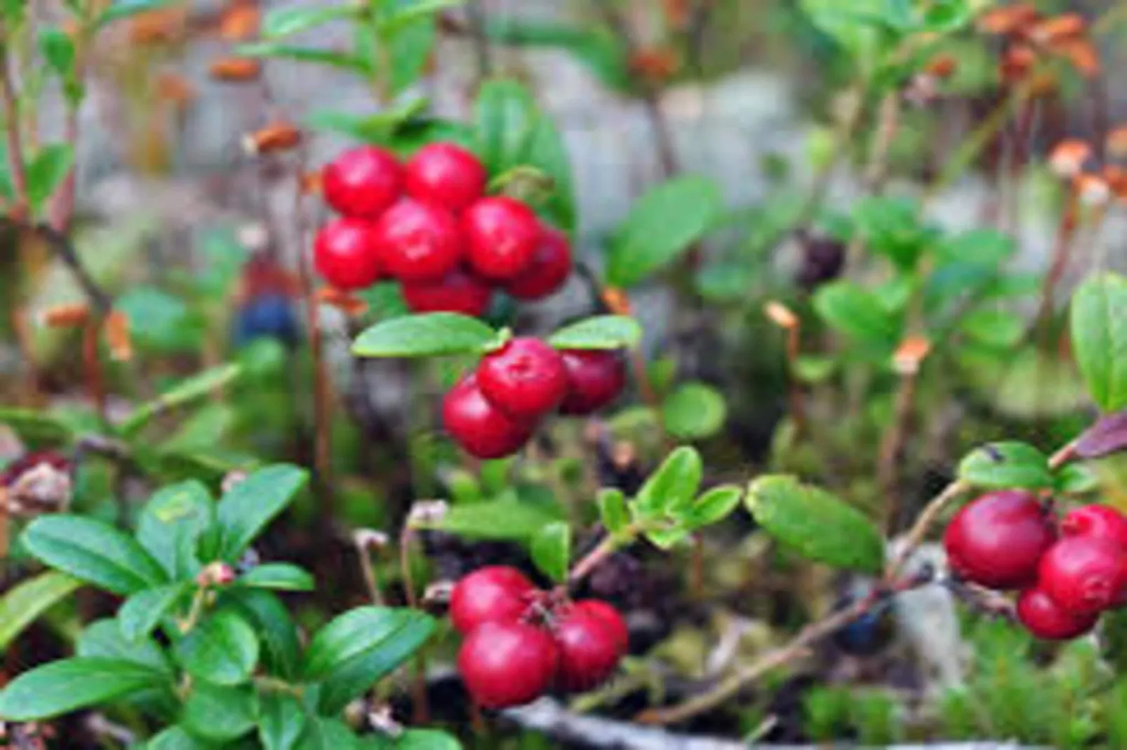 Maison de vacances pour 4 a HÄLLEVADSHOLM-Non tagué