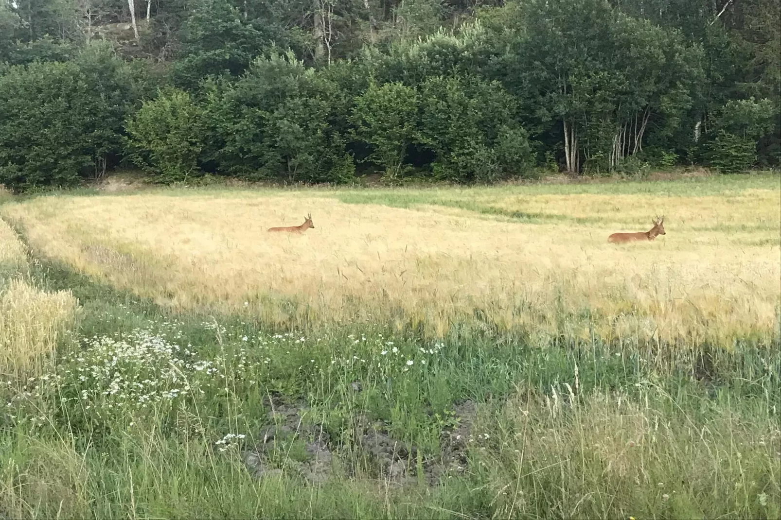Maison de vacances pour 4 a HÄLLEVADSHOLM-Non tagué