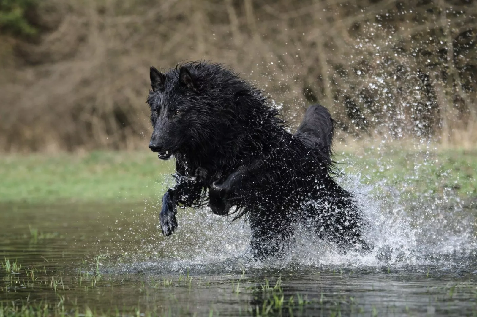 Beach house - Jardins en été
