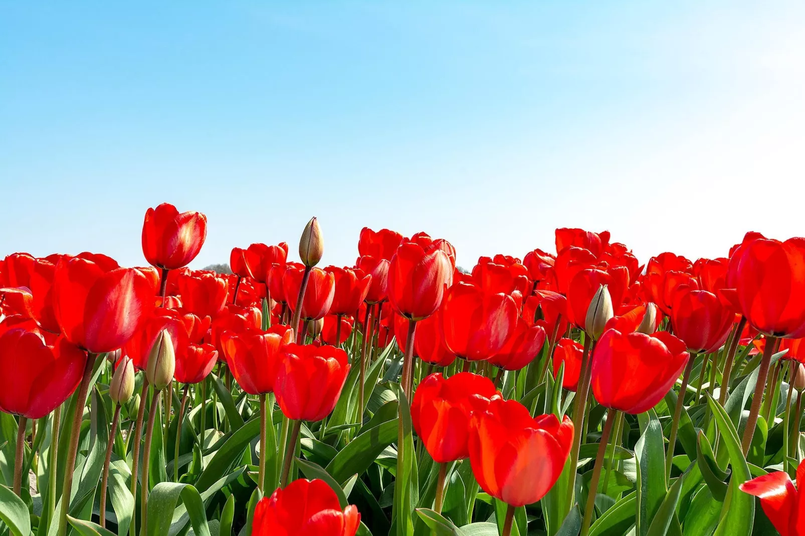 Beach Studio Campanula - Vue
