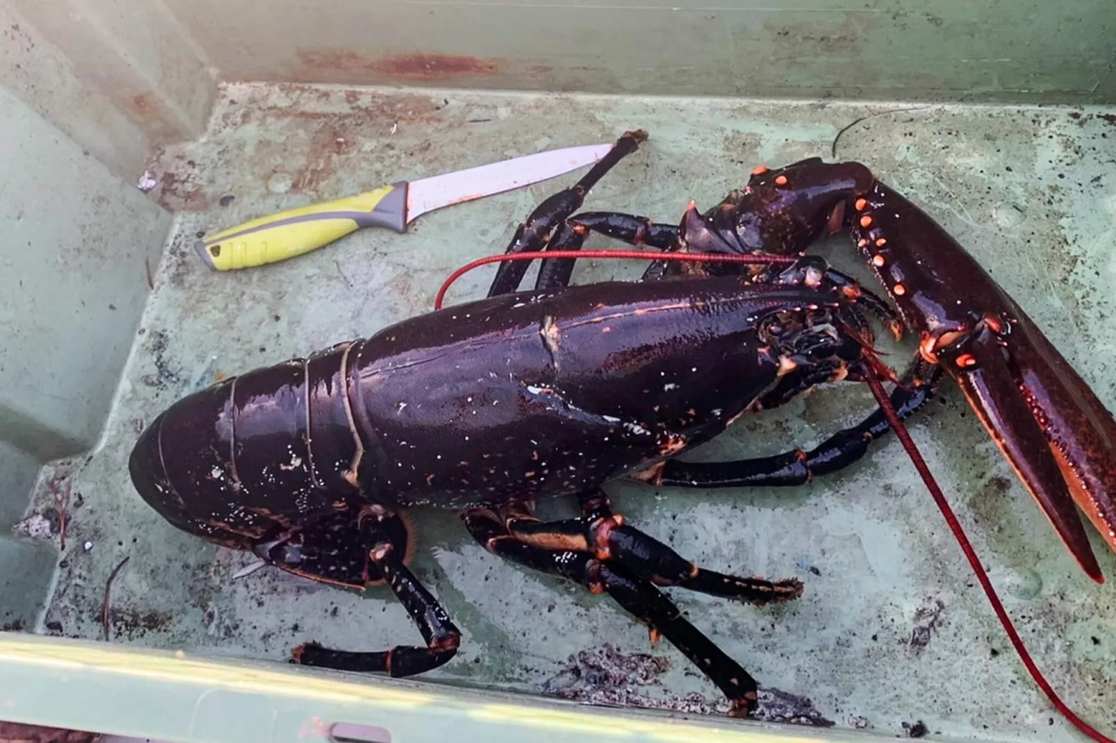 Maison de vacances pour 5 a Flatanger - Non tagué