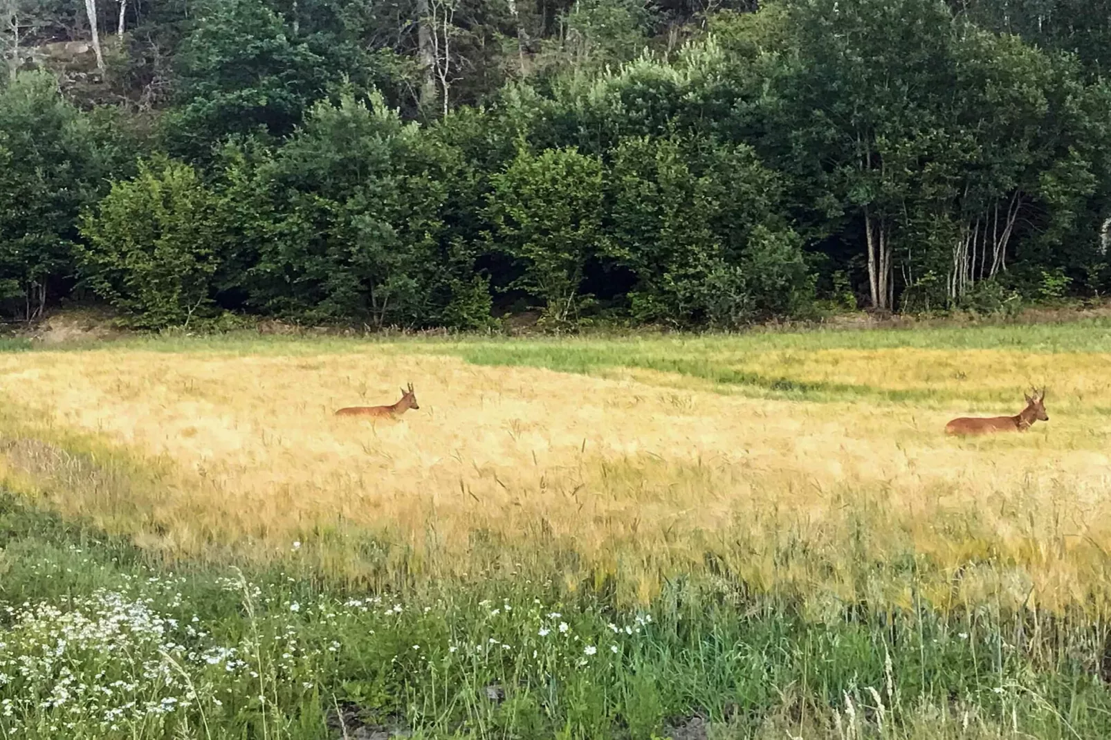 4 person holiday home in LYSEKIL