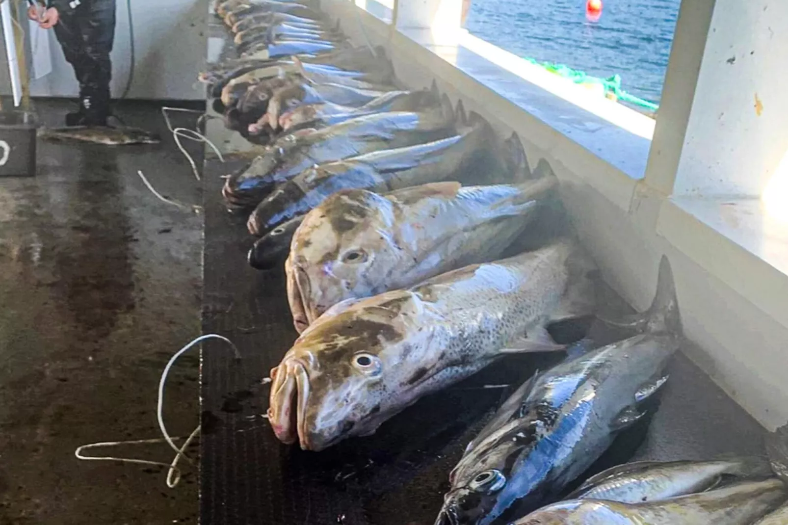 Maison de vacances pour 5 a Flatanger - Non tagué