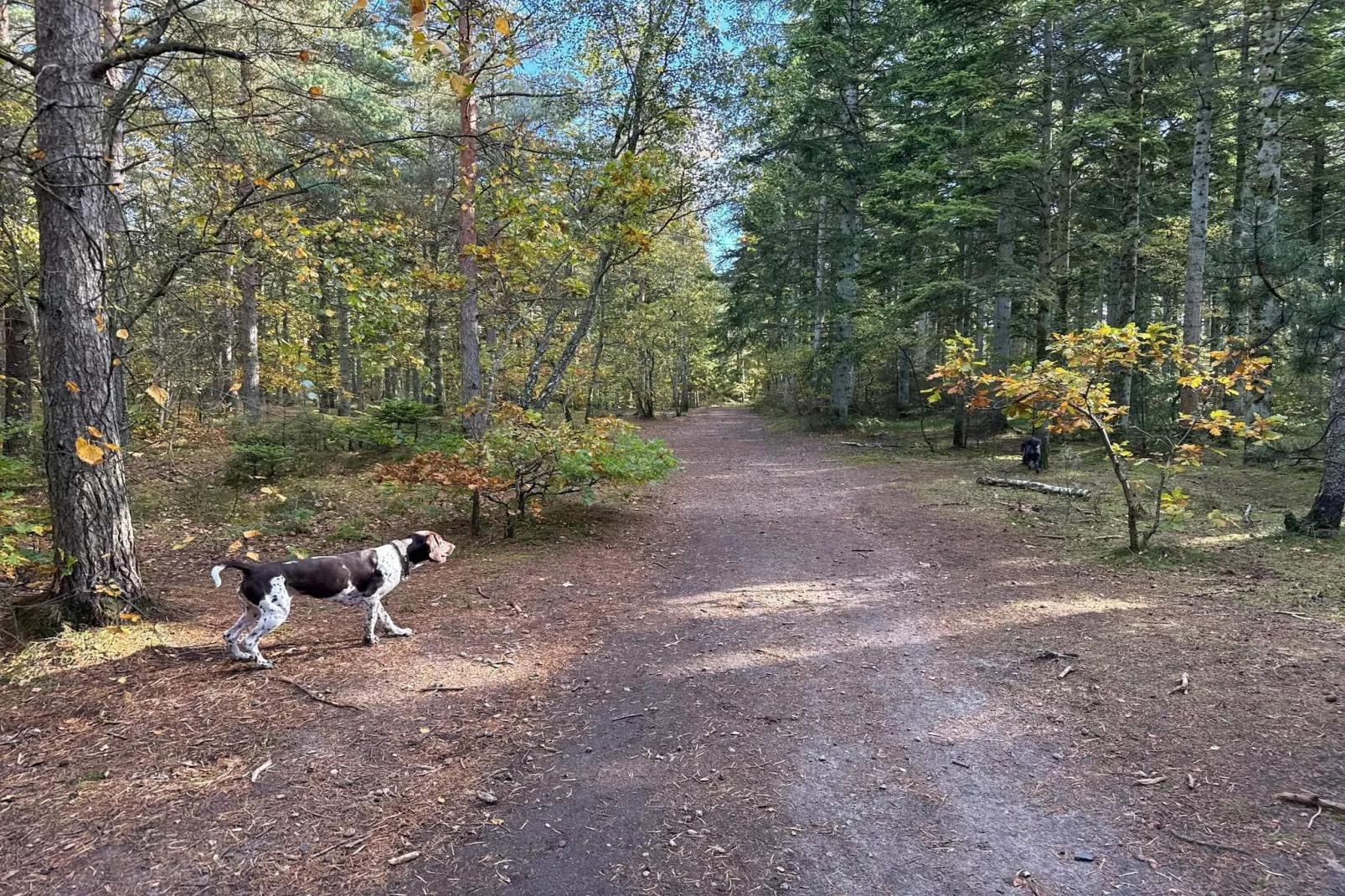 Maison de vacances pour 6 a Ålbæk - Non tagué