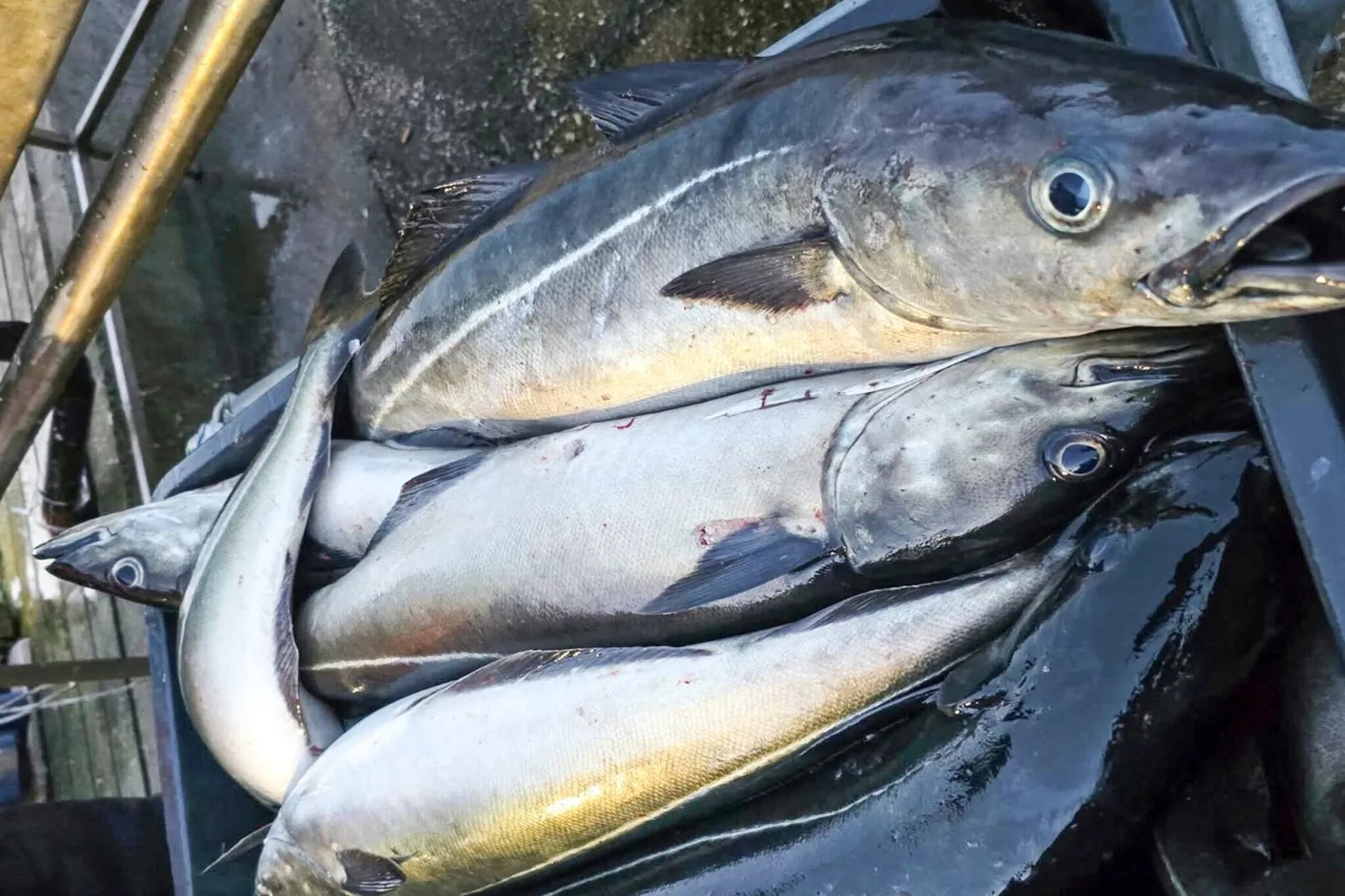Maison de vacances pour 5 a Flatanger - Non tagué