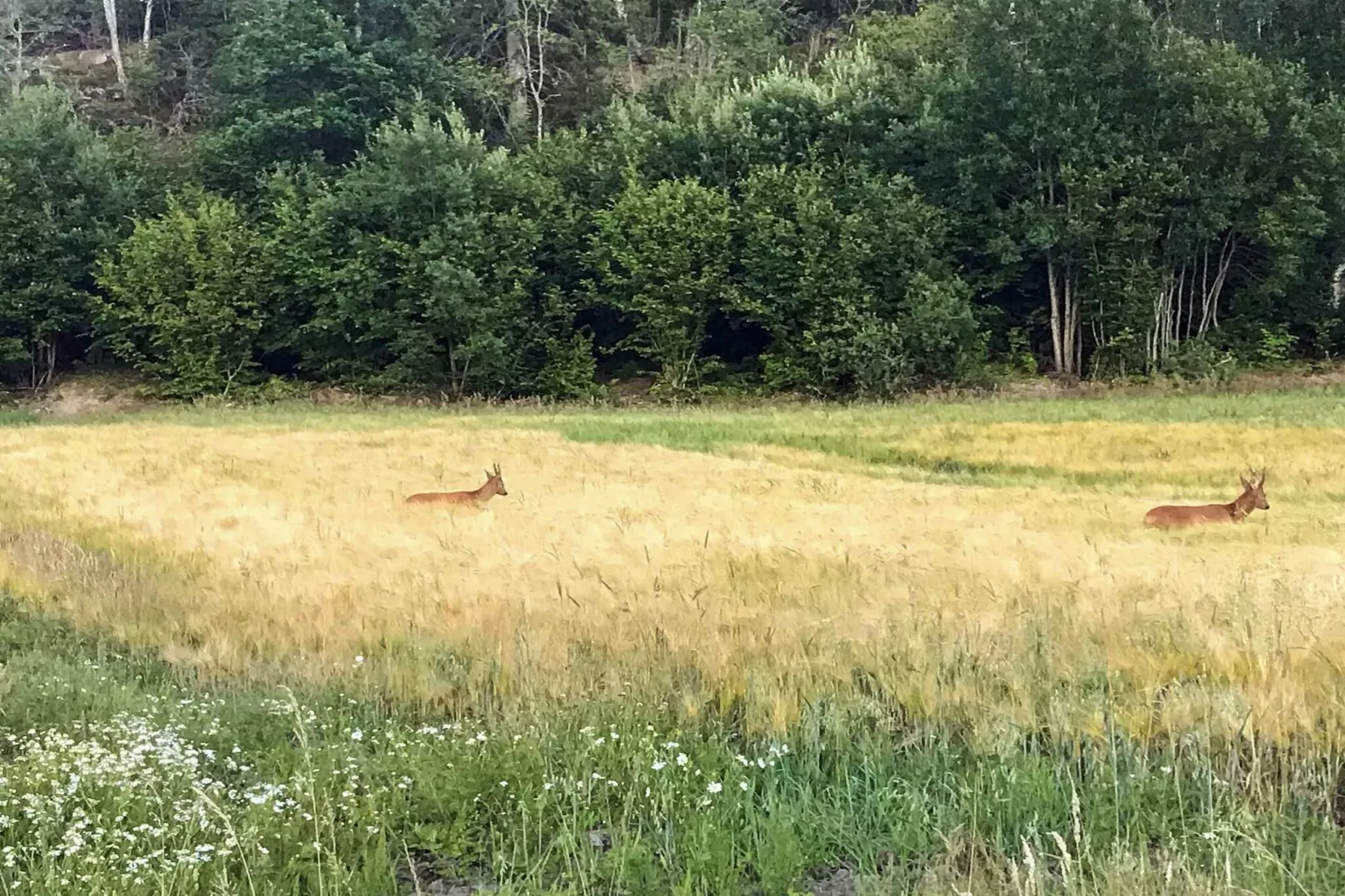 4 person holiday home in HÄLLEVADSHOLM - Untagged