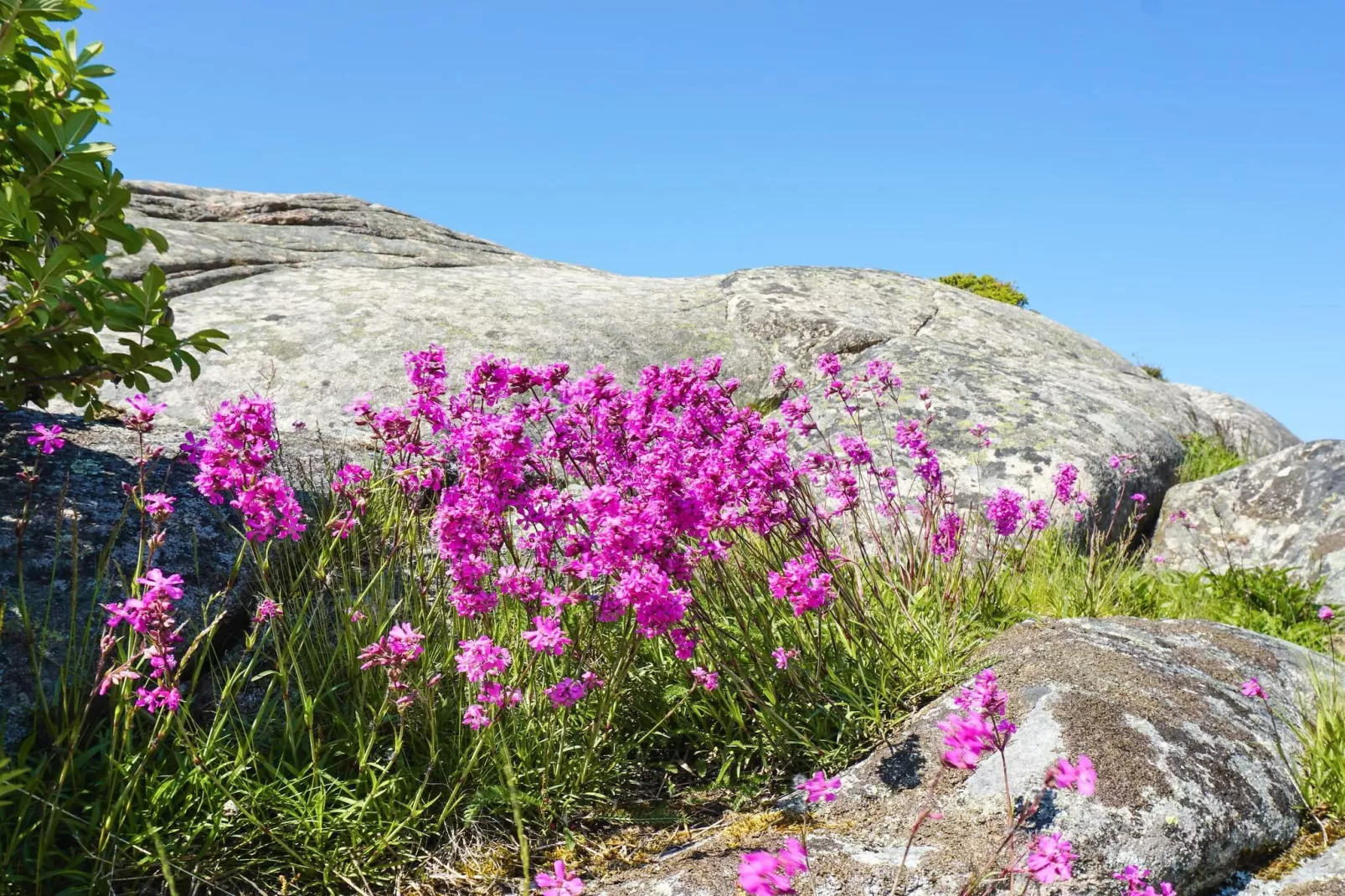 4 person holiday home in LYSEKIL - Untagged