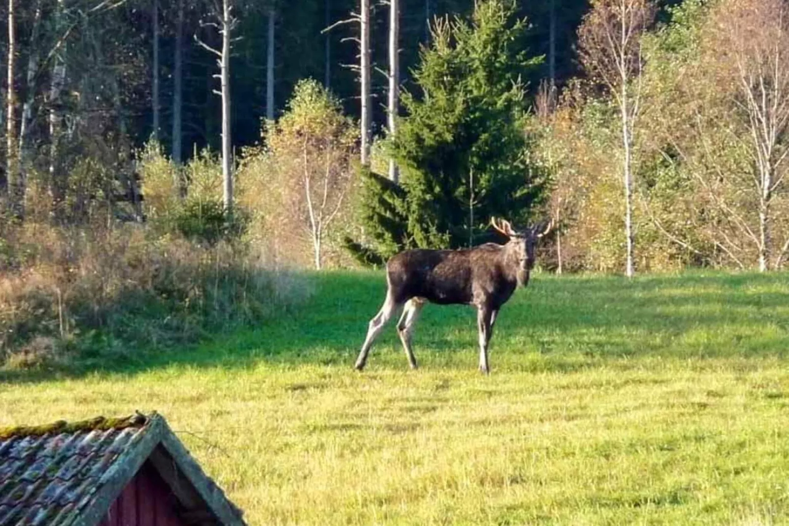 4 person holiday home in HÄLLEVADSHOLM - Untagged