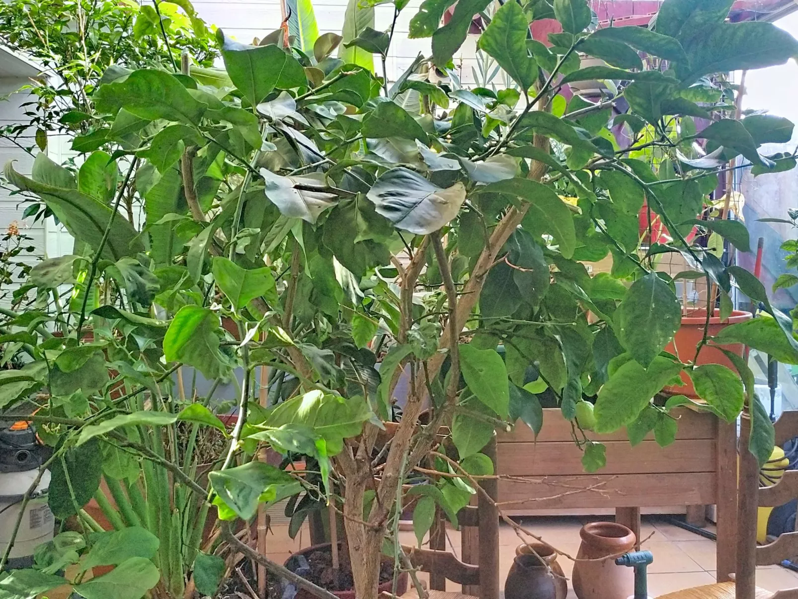 Le Paradis des Fleurs - Dedans