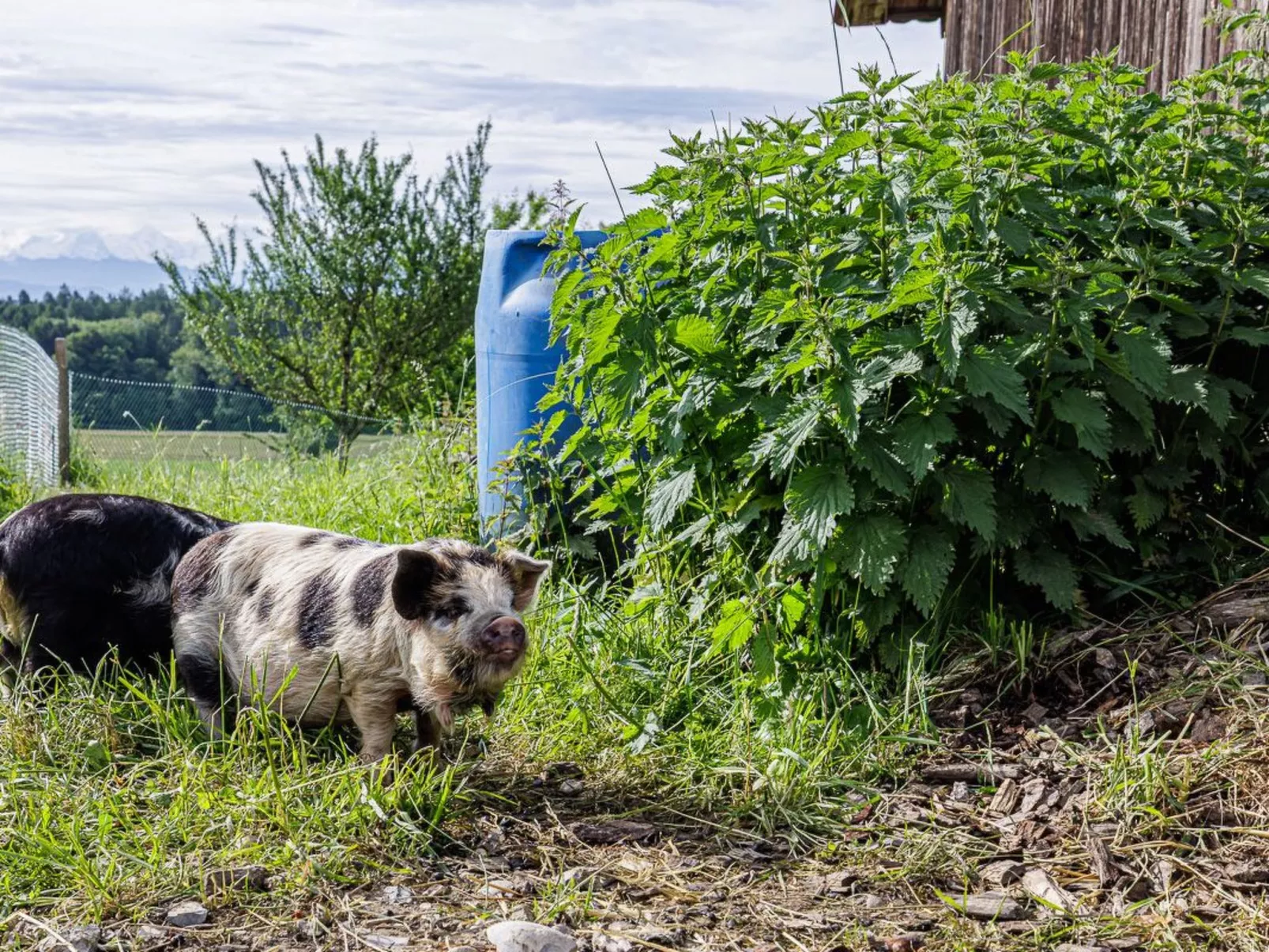 Uelis-Stoeckli - Outside