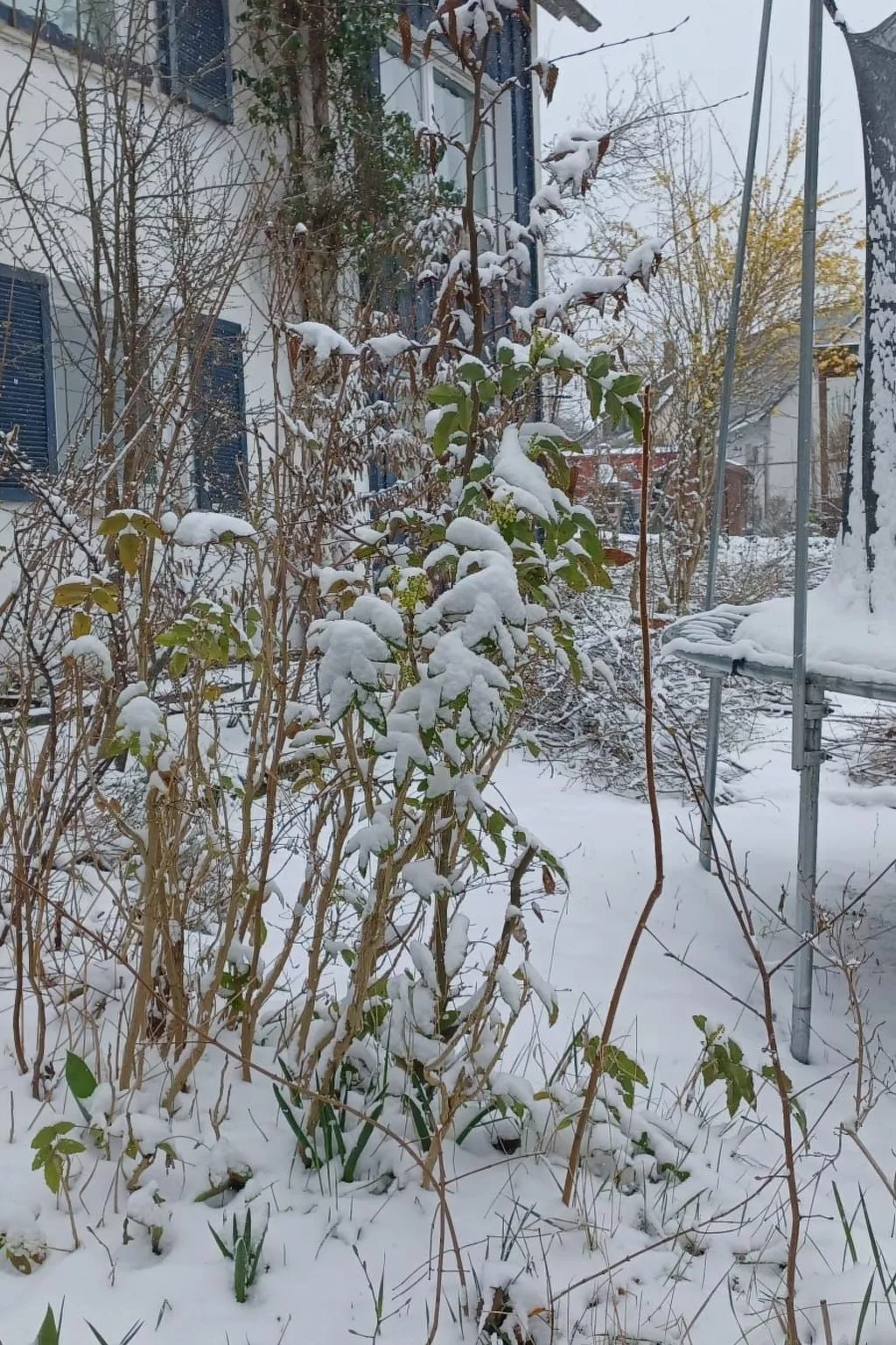 FeWo Heidenheim Bluewall - Image-tags.info