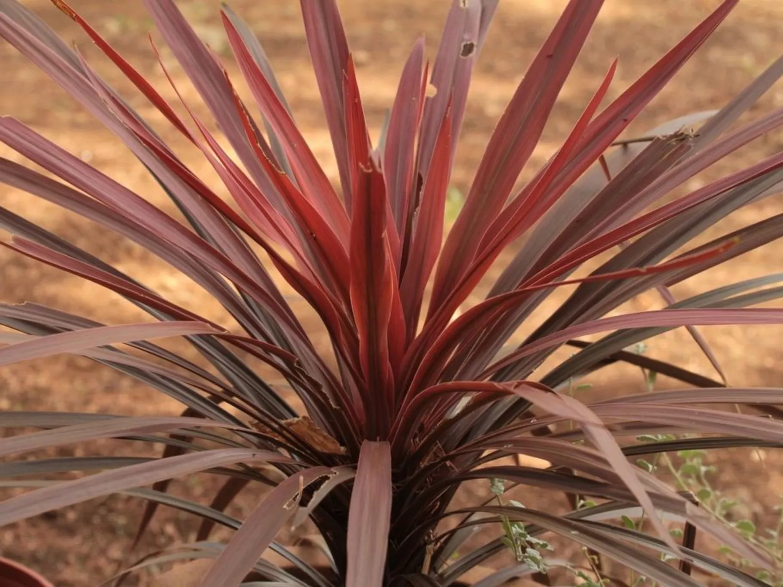Modernes Ferienhaus in Drenje mit Privatem Garten - Inside