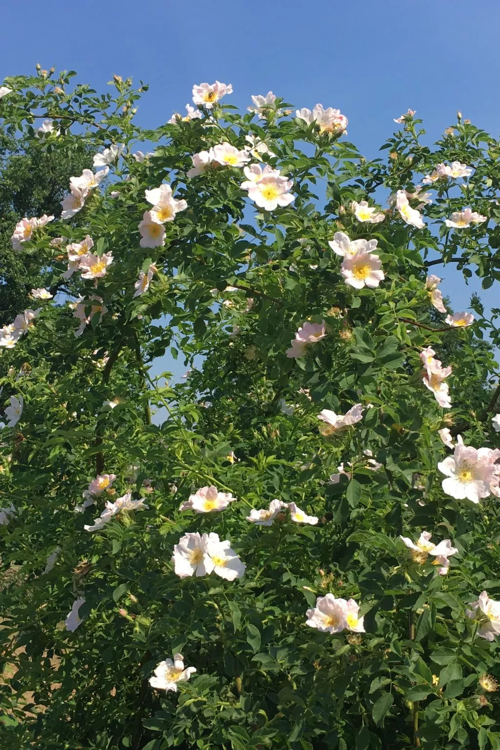 Holunderzimmer - Draußen