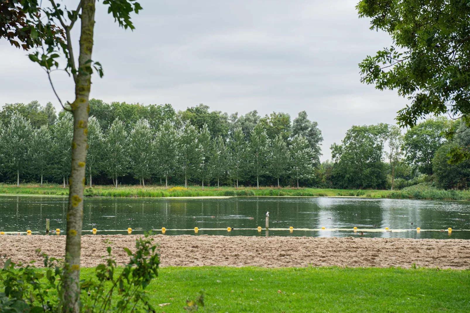 Kuifduiker 138c-Gebiete Sommer 1 km