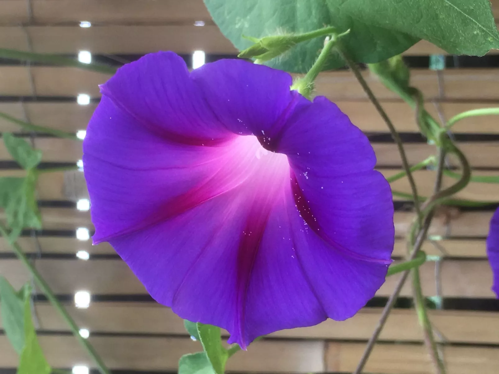 Holunderzimmer - Draußen