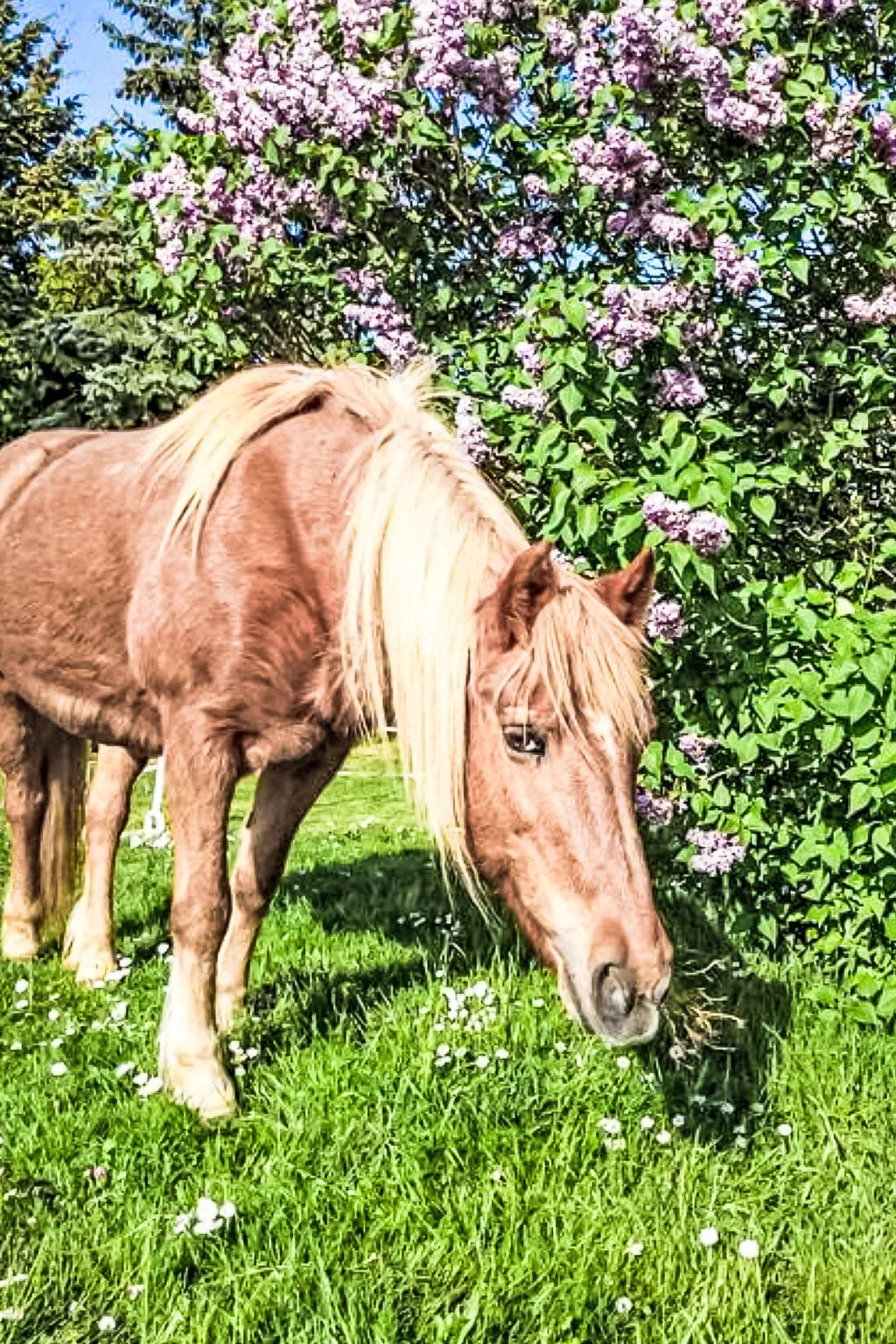 Tinkerhof Stahlhut - Dehors