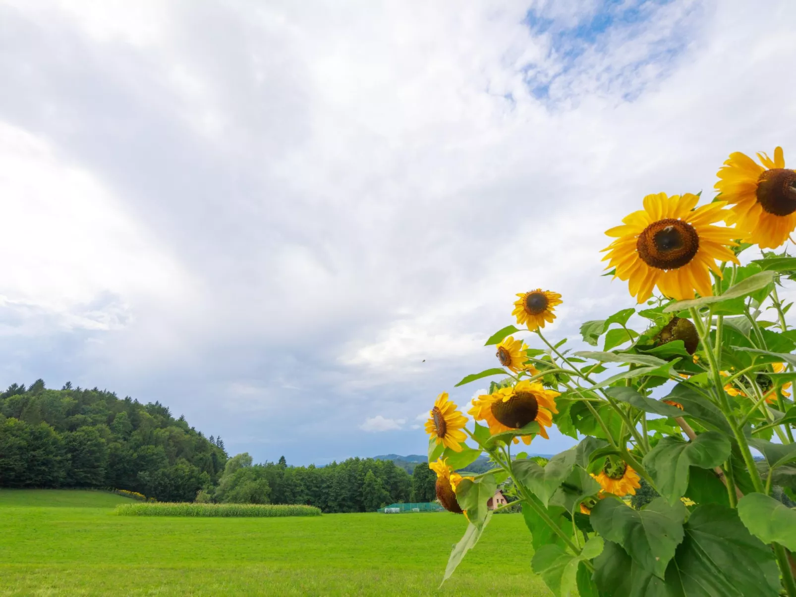 VILLA KATARINA - Outside