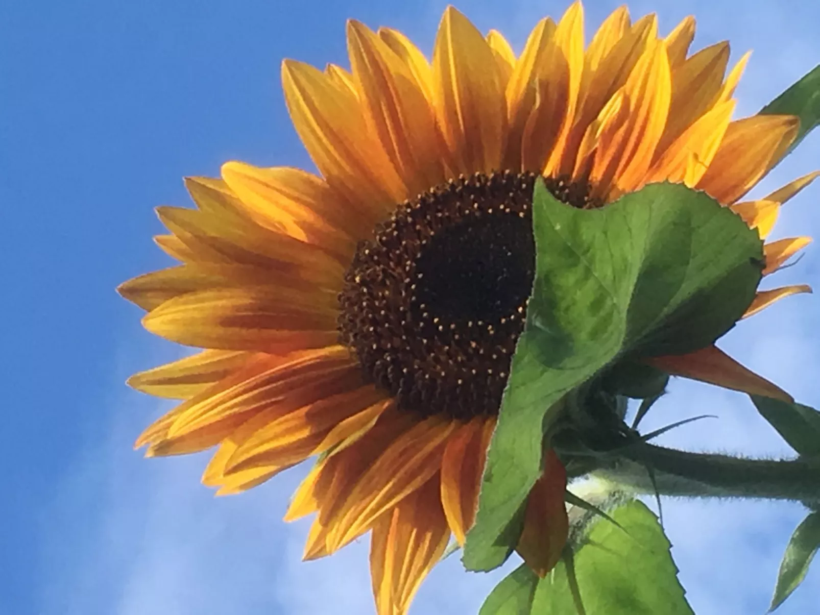 Holunderzimmer - Draußen