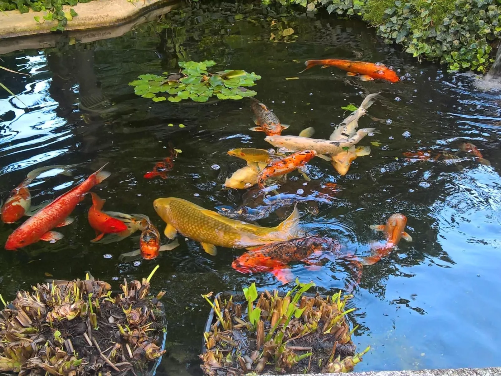 Ginkgo 4 - Image-tags.info