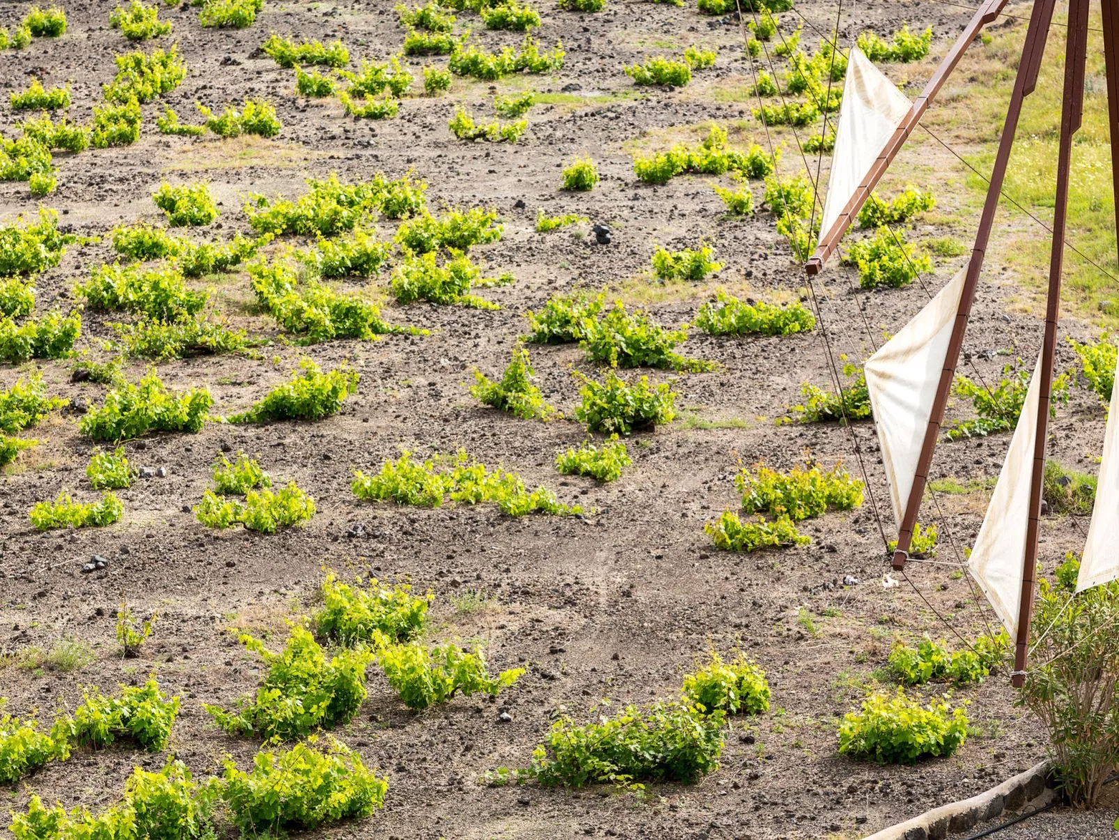 "Green Windmill Villa" - Outside