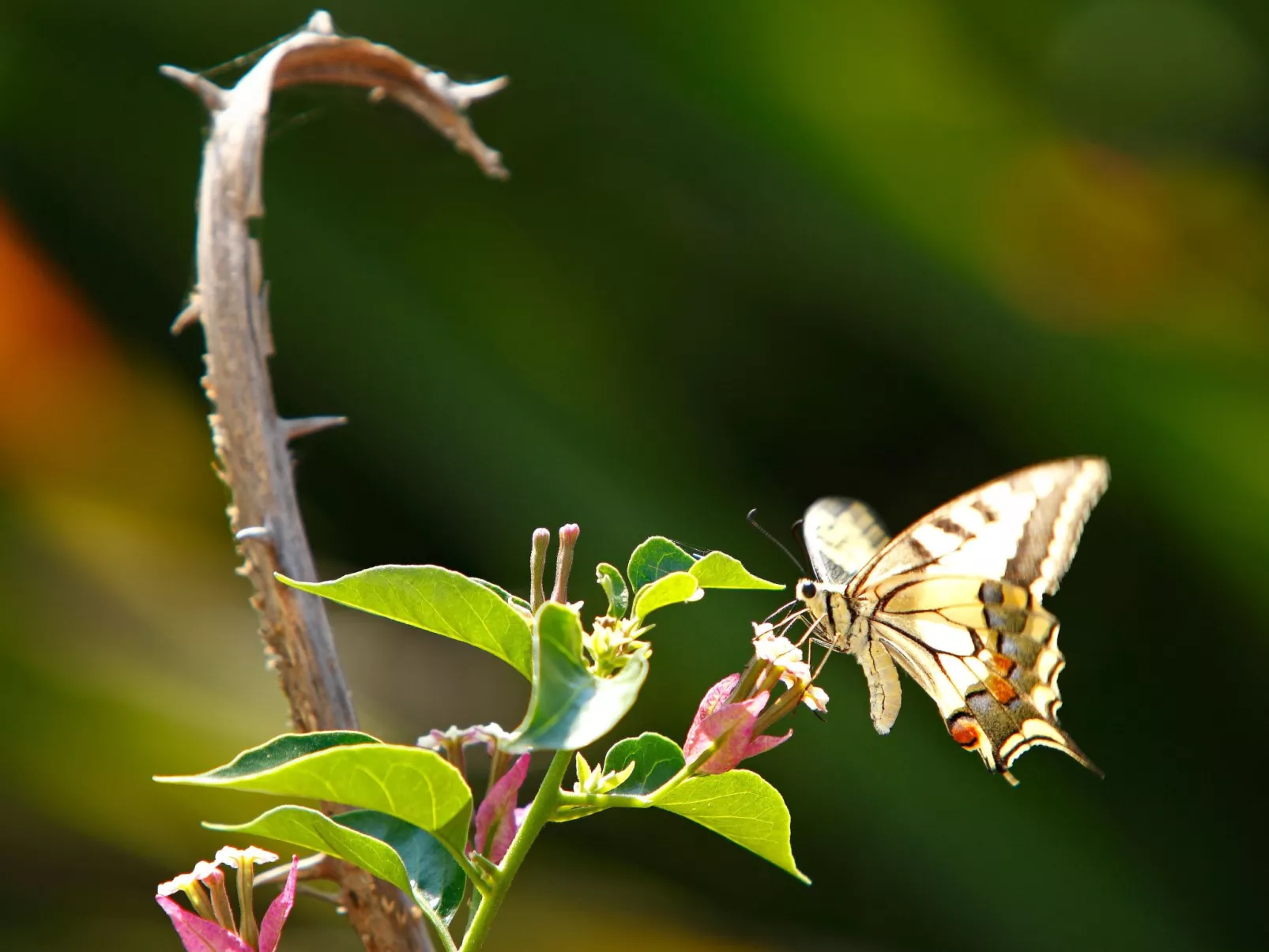 Wohnung in Kallithea mit Garten und Terrasse - Image-tags.info