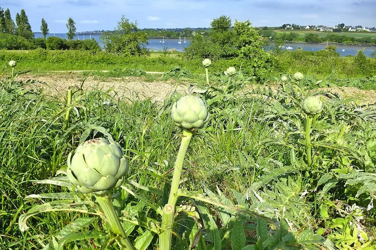 Holiday home St Jean-du-Doigt - Gebiete Sommer 20 km