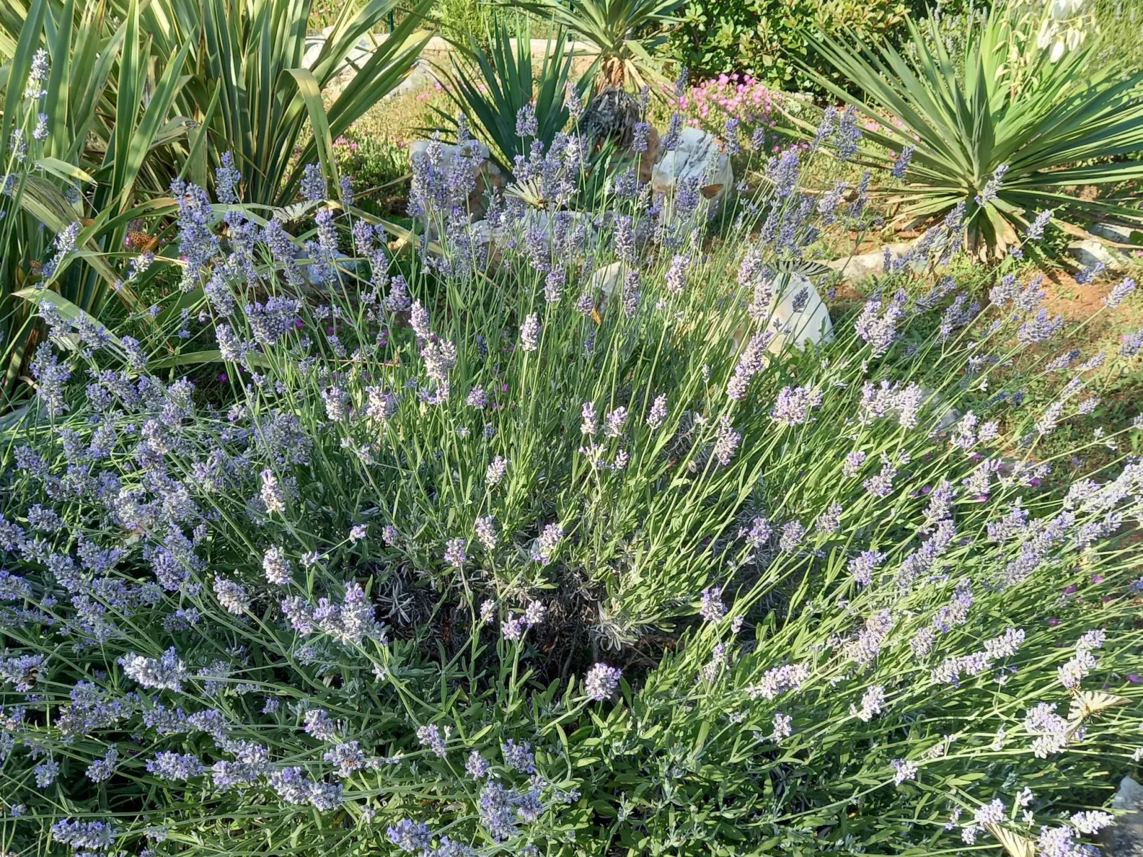 Villa Malini - Draußen