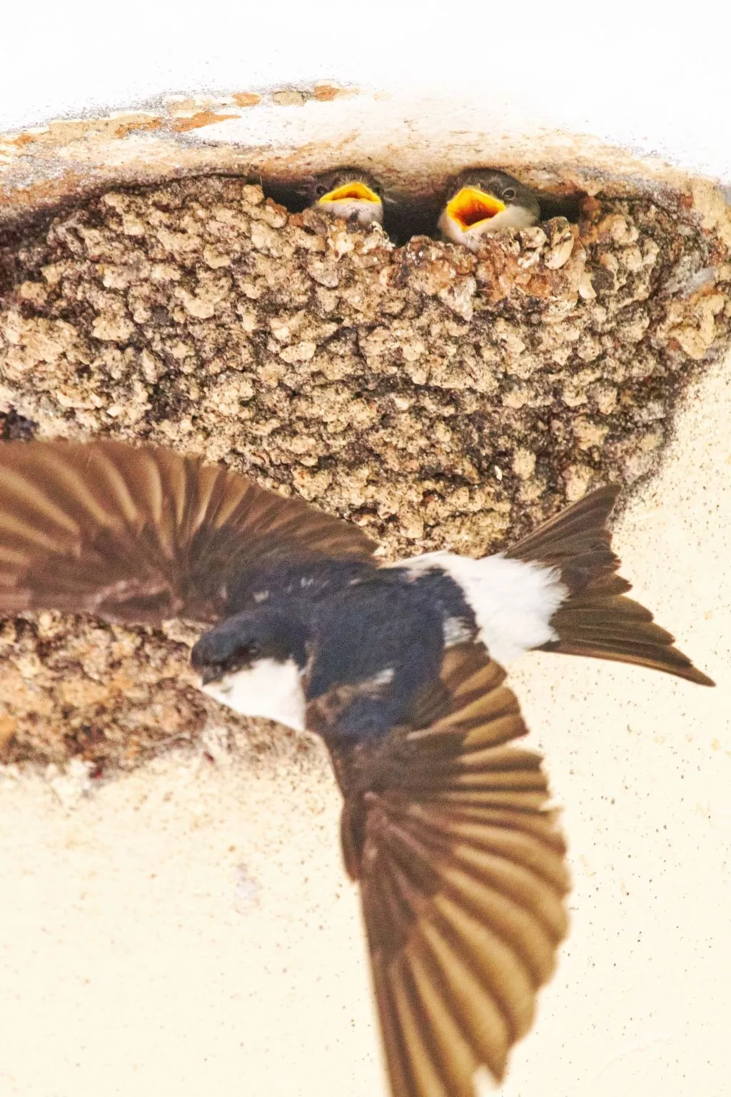 Wohnung in Kallithea mit Garten und Terrasse - Image-tags.info