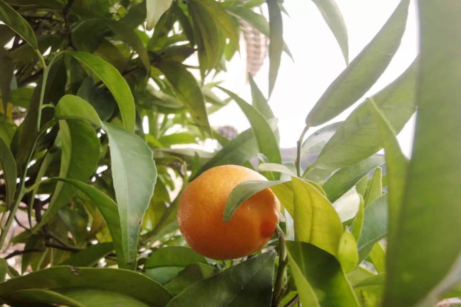 L'Eugénie - Ambiance