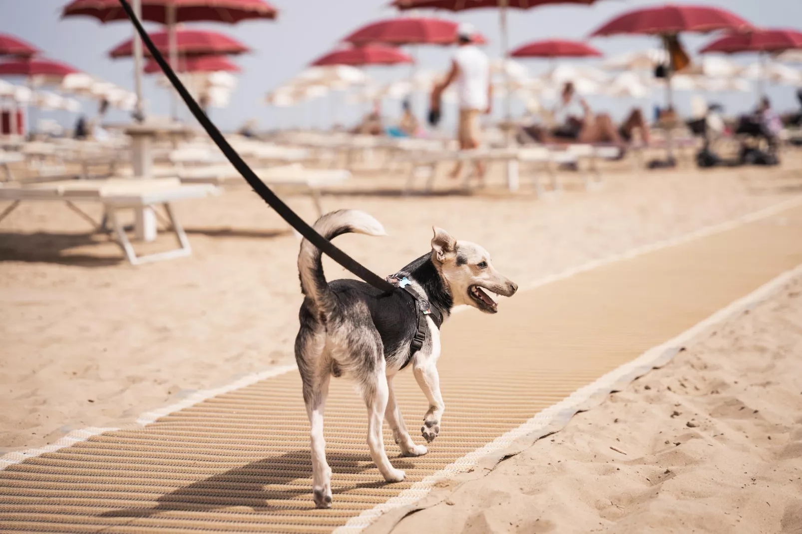 Rimini Family Resort - LODGE dog on request - Park facilities