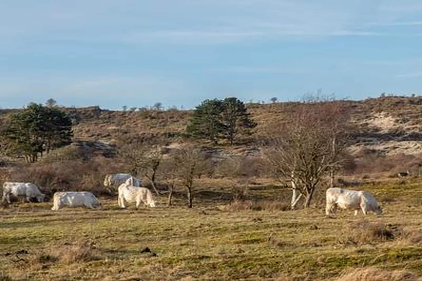 Duinhoeve Duinlodges 2 pers (huisdiervriendelijk) - Zones été à 5 km