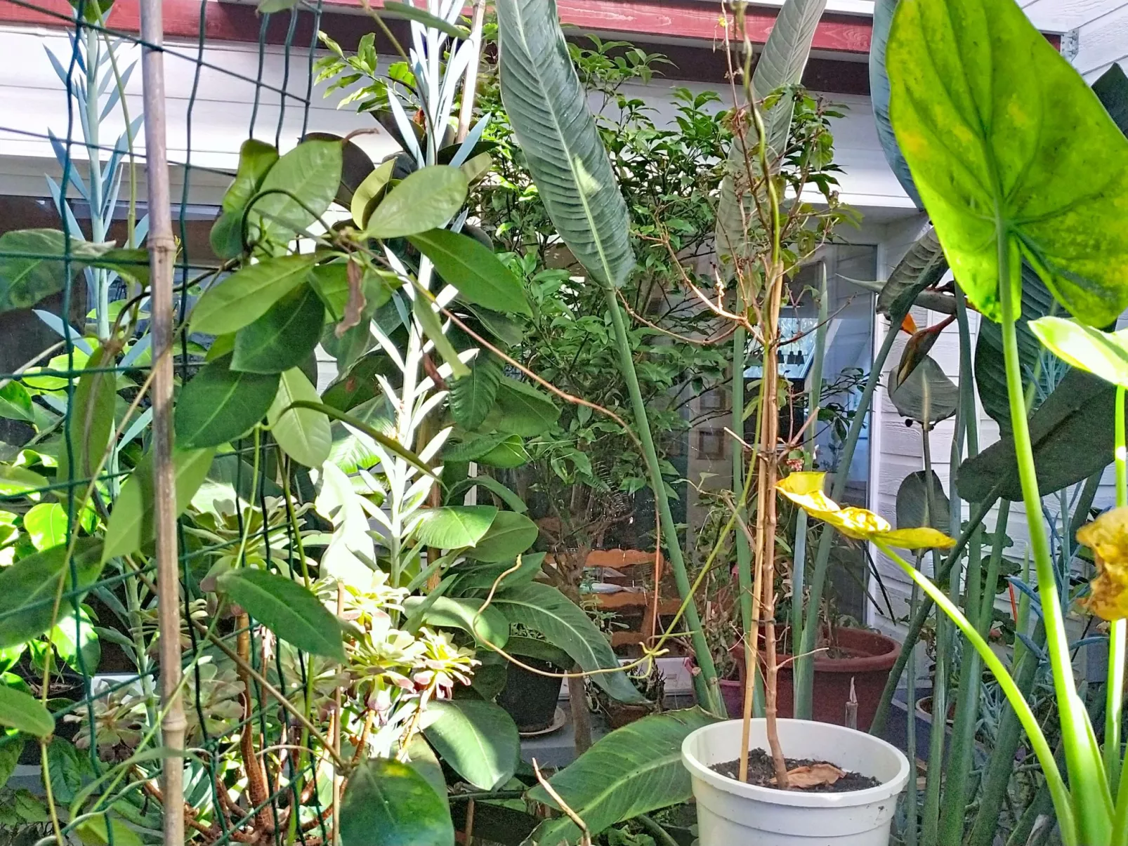 Le Paradis des Fleurs - Dedans