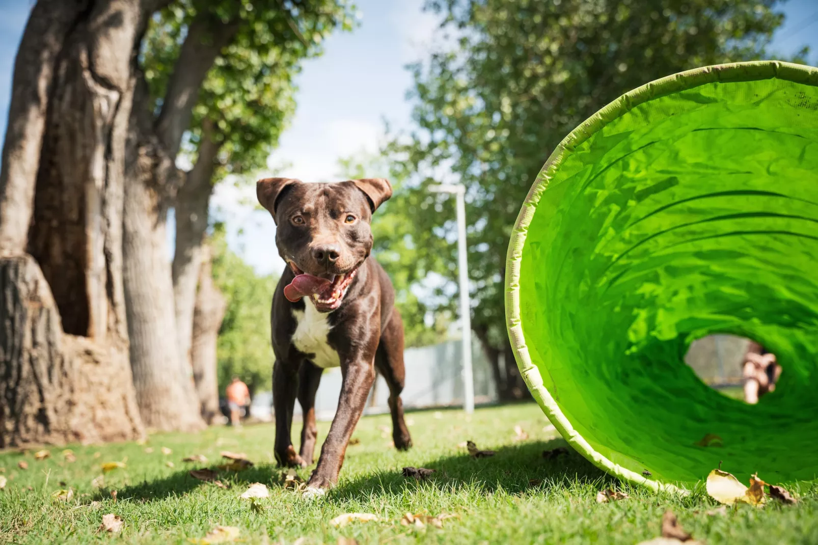 Rimini Family Resort - LODGE dog on request - Park facilities